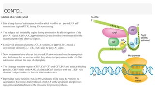 CONTD..
Adding of a 3’ poly-A tail
• It is a long chain of adenine nucleotides which is added to a pre-mRNA at 3’
untranslated region(UTR) during RNA processing.
• The poly(A) tail invariably begins during termination by the recognition of the
poly(A) signal(AAUAAA), approximately 20 nucleotides downstream from the
sequence(part of the cleavage signal).
• Conserved upstream elements(UGUA elements, at approx. 10-35) and a
downstream element(GU- or U- rich) aids the poly(A) signal.
• Now, an endonuclease cleaves the pre-mRNA downstream from the recognition
site, Following this an enzyme called Poly adenylate polymerase adds 100-200
adenosines without the need of a template.
• The cleavage reaction requires CPSF, CstF, CFI and CFII,PAP and poly(A) binding
protein). CPSF binds to the AAUAA site and CstF interacts with the U/GU- rich
element, and pre-mRNA is cleaved between these two.
• It provides many function: Makes RNA molecule more stable & Prevents its
degradation, Facilitates transportation of mRNA to the cytoplasm and provides
recognition and attachment to the ribosome for protein synthesis.
 