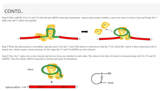 CONTD..
Step:4 Other snRNPs (U4, U6 and U5) bind the pre-mRNA transcript forming the mature spliceosome complex, causes the intron to form a loop and brings the 5’
splice site and 3’ splice site together.
Step:5 When the spliceosome is assembled, splicing starts. First the 5’ end of the intron is cut(remove) and the 5’ GU end of the intron is then connected to the A
branch site, which creates a lariat structure. At this stage the U1 and U4 snRNPs are also released.
Step:6 Now, the 3’ splice site is also cleaved and the two exons are attached to each other. The intron in the form of a lariat is released along with U2, U5 and U6
snRNPs. Thus the mature mRNA transcript is formed and ready for translation.
lariat
Spliced mRNA
+
intron
 