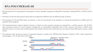 RNA POLYMERASE-III
• RNA polymerase III is specialized for transcription of short, abundant, nonprotein-coding RNA transcripts, including tRNAs, 5S rRNA and U6
snRNA.
• Promoters are fall into three general classes that are recognized in different ways by different groups of factors.
• The promoters for 5S and tRNA genes are internal, i.e. they lie downstream of the startpoint; in contrast the promoters for snRNA genes lie
upstream of the stratpoint.
• The internal promoters contain a bipartite structure, in which two short sequence elements are separated by a variable sequence. The 5S RNA
type1 promoter consists of a boxA sequence separated by an intermediate element(IE) from a boxC sequence and incase of tRNA type2
promoter consists of a boxA and a boxB sequence.(The distance between boxA and boxB can vary because many tRNA genes contain a small
intron)
• The upstream type3 promoters consists of separated sequences, includes Oct, PSE(Proximal Sequence Element), TATA, which respectively
located approx. -30, -50 and -200 nt of the TSS.
Intermediate element
5S RNA
tRNA
snRNA
 