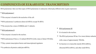 COMPONENTS OF EUKARYOTIC TRANSCRIPTION
RNA polymerase: there are three types of RNA polymerase in eukaryotes which play different roles in gene expression.
 RNA polymerase I
This enzyme is located in the nucleolus of the cell.
RNA polymerase I synthesize almost all rRNAs except 5S rRNA.
The enzyme has a mass of 600kDa and 13 subunits.
 RNA polymerase II
This enzyme is located in the nucleus.
RNA polymerase II have a 12-subunit RNAP II (with a mass of about 550 kDa).
They contain transcription factors and transcriptional regulators.
It synthesize all protein coded pre-mRNAs.
 RNA polymerase III
 It is located in the nucleus.
 The RNA polymerase III has 14 or more distinct subunits
with a mass of approximately 700 kDa.
 Its function is to transcribe transfer RNA (tRNA),
ribosomal RNA (rRNA), and other small RNAs.
 