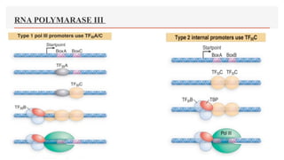 RNA POLYMARASE III
 