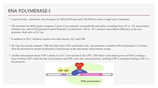 RNA POLYMERASE-I
• Least diversity , transcribes only the genes for rRNA(28S and small 18S rRNAs), from a single type of promoter.
• The promoter for rRNA genes comprises 2 parts; Core promoter: surrounds the start point, extending from -45 to +20, transcription
initiation site, and UCE(Upstream Control Element): Located from -180 to -107, increase transcription efficiency at the core
promoter. Both rich in G-C bp.
• In addition to Pol I initiation requires two other factors, SL1 and UBF.
• SL1 has four protein subunits; TBP and other three TAFs and binds to the core promoter. It enables RNA polymerase I to initiate
from the promoter by proper localization of polymerase at the start point, and promoter escape.
• Another transcription factor UBF is binds to a G-C–rich element in the UPE. UBF binds to the minor groove of DNA creating a
loop of almost 360° result that the core promoter and UPE come into close proximity, enabling UBF to stimulate binding of SL1 to
the promoter.
 