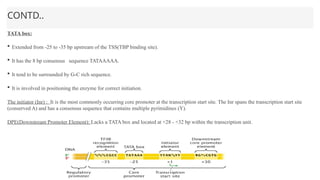 CONTD..
TATA box:
 Extended from -25 to -35 bp upstream of the TSS(TBP binding site).
 It has the 8 bp consensus sequence TATAAAAA.
 It tend to be surrounded by G-C rich sequence.
 It is involved in positioning the enzyme for correct initiation.
The initiator (Inr) : It is the most commonly occurring core promoter at the transcription start site. The Inr spans the transcription start site
(conserved A) and has a consensus sequence that contains multiple pyrimidines (Y).
DPE(Downstream Promoter Element): Lacks a TATA box and located at +28 - +32 bp within the transcription unit.
 