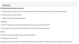 CONTD..
Proximal Promoter/regulatory promoter:
• Located immediately upstream of the core promoter, approximately 70-200 bps towards the 5’ end of transcription start site.
• It contain primary regulatory element.
• Binding site for specific transcription factor.
CAAT box:
 located -75 bp upstream of the start points and has the consensus sequence GGCCAATCT.
it is recognized by a large group of transcription factors (CAAT enhancer binding proteins)
GC box:
Located at -90 consisting of the consensus sequence GGGCGG.
 Recognised by the factor SP1.
OCT box: It has consensus sequence ATTTGCAT and Binds cellular factors(Oct-1 and Oct-2) to increase the efficiency of transcription.
 
