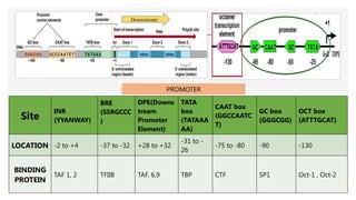 Site
INR
(YYANWAY)
BRE
(SSRGCCC
)
DPE(Downs
tream
Promoter
Element)
TATA
box
(TATAAA
AA)
CAAT box
(GGCCAATC
T)
GC box
(GGGCGG)
OCT box
(ATTTGCAT)
LOCATION -2 to +4 -37 to -32 +28 to +32
-31 to -
26
-75 to -80 -90 -130
BINDING
PROTEIN
TAF 1, 2 TFIIB TAF, 6,9 TBP CTF SP1 Oct-1 , Oct-2
PROMOTER
Downstream
 