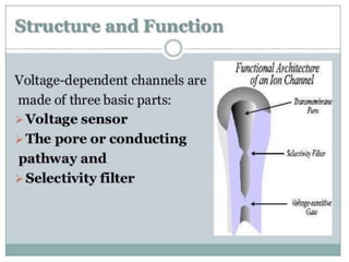 Presntation on ion channel