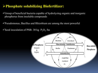 Phosphate solubilizing Biofertilizer:
Group of beneficial bacteria capable of hydrolyzing organic and inorganic
phosphorus from insoluble compounds
Pseudomonas, Bacillus and Rhizobium are among the most powerful
Seed inoculation of PSB- 30 kg P2O5 /ha
 