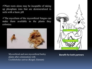 Plant roots alone may be incapable of taking
up phosphate ions that are demineralized in
soils with a basic pH
The mycelium of the mycorrhizal fungus can
make them available to the plants they
colonize.
Mycorrhizal and non mycorrhizal barley
plants after colonization with
Cochliobolus sativus (Kogel, Giessen)
nutrients
carbohydrates
Stress resistance
Benefit for both partners
 