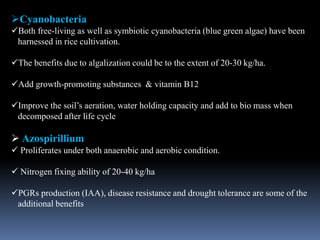 Cyanobacteria
Both free-living as well as symbiotic cyanobacteria (blue green algae) have been
harnessed in rice cultivation.
The benefits due to algalization could be to the extent of 20-30 kg/ha.
Add growth-promoting substances & vitamin B12
Improve the soil’s aeration, water holding capacity and add to bio mass when
decomposed after life cycle
 Azospirillium
 Proliferates under both anaerobic and aerobic condition.
 Nitrogen fixing ability of 20-40 kg/ha
PGRs production (IAA), disease resistance and drought tolerance are some of the
additional benefits
 