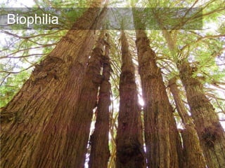 Biophilia
 
