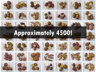 Approximately 4500!




http://www.flickr.com/photos/benmillett/241673100/
 