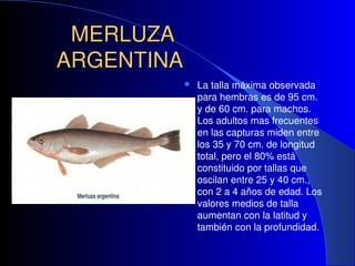 MERLUZA
MERLUZA
ARGENTINA
ARGENTINA
 La talla máxima observada
para hembras es de 95 cm.
y de 60 cm. para machos.
Los adu...