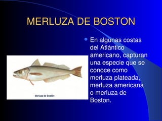 MERLUZA DE BOSTON
MERLUZA DE BOSTON
 En algunas costas
del Atlántico
americano, capturan
una especie que se
conoce como
m...