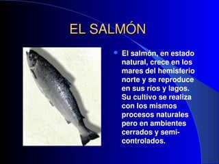 EL SALMÓN
EL SALMÓN
 El salmón, en estado
natural, crece en los
mares del hemisferio
norte y se reproduce
en sus ríos y l...