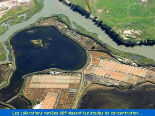 Les colorations variées   définissent les stades de concentration … 