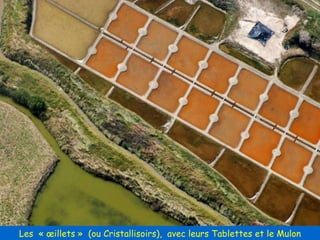 Les  « œillets »  (ou Cristallisoirs),  avec leurs Tablettes et le Mulon 