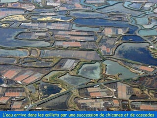 L’eau arrive dans les œillets par une succession de chicanes et de cascades 