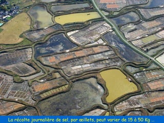 La récolte journalière de sel, par œillets, peut varier de 15 à 50 Kg …  