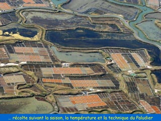 …  récolte suivant la saison, la température et la technique du Paludier 