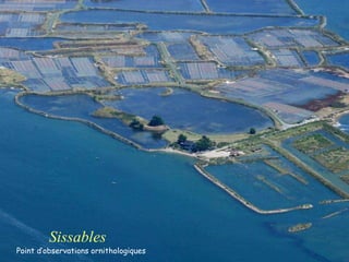 Sissables Point d’observations ornithologiques 