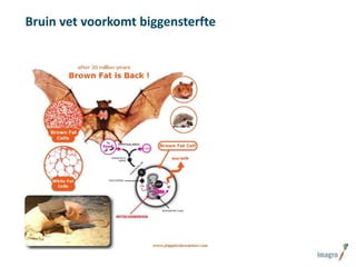 Bruin vet voorkomt biggensterfte

 