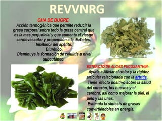 CHA DE BUGRE:
  Acción termogénica que permite reducir la
grasa corporal sobre todo la grasa central que
 es la mas perjudicial y que aumenta el riesgo
  cardiovascular y propensión a la diabetes.
             Inhibidor del apetito.
                   Diurético.
  Disminuye la formación de celulitis a nivel
                 subcutáneo.
                                         EXTRACTO DE ALGAS FUCOXANTHIN:
                                          Ayuda a Aliviar el dolor y la rigidez
                                         articular relacionada con la artritis.
                                         Tiene efecto positivo sobre la salud
                                         del corazón, los huesos y el
                                         cerebro, así como mejorar la piel, el
                                         pelo y las uñas.
                                         Estimula la síntesis de grasas
                                         convirtiéndolas en energía.
 