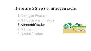 1.Nitrogen Fixation
2.Nitrogen Assimilation
3.Ammonification
4.Nitrification
5.Denitrification
NH3
+/NH4
Organic N
There a...