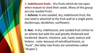 2. Indehiscent fruits - Dry fruits which do not open
when mature to shed their seeds. Many of this group
are one seeded fruits.
i. Achene: A one-seeded, dry, indehiscent fruit; the
one seed is attached to the fruit wall at a single point.
(buttercups, dandelion, sunflower).
ii. Nut: A dry, indehiscent, one seeded fruit similar to
an achene but with the wall greatly thickened and
hardened. (beech, chestnut, oak, hazel; walnut and
hickory - note: because of extrafloral bracts, or
"husk", the latter two fruits are sometimes called
"drupes").
 