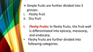  Simple fruits are further divided into 2
groups:
i. Fleshy fruit
ii. Dry fruit
i. Fleshy Fruits: In fleshy fruits, the fruit wall
is differentiated into epicarp, mesocarp,
and endocarp.
• Fleshy fruits are further divided into
following categories.
 