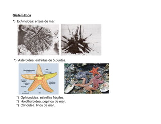 Sistemática
*) Echinoidea: erizos de mar.




*) Asteroidea: estrellas de 5 puntas.




  *) Ophiuroidea: estrellas frágiles.
  *) Holothuroidea: pepinos de mar.
  *) Crinoidea: lirios de mar.
 