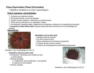 Clase Equinoidea (Clase Echinoidea)
     *) Significa “similares a un erizo” (puercoespín)
   Erizos regulares: generalidades
     *) Cubiertos por espinas móviles.
     *) No poseen brazos, como las estrellas.
     *) Cuerpo circular, globoso o aplanado en el eje oral-anal.
     *) Fisión de los osciculos en un caparazón o testa.
     *) Se alimentan raspando algas, organismos incrustantes y detritos en la superficie del sustrato.
     *) Loxechinus albus (Erizo rojo): Especie potencialmente comercial en el Canal Beagle (en
     estudio).
   Hemisferios

                                            Hemisferio oral (o polo oral)
                                            +) Dirigido hacia el sustrato.
                                            +) En él se ubica la boca.
                                            +) Boca rodeada de la membrana peristomial
                                            +) 5 pares de pies cortos y fuertes.
                                            +) 5 pares de prolongaciones ramificadas (bránqueas)

Gentileza: Lab. Ecofisiologia (C.A.D.I.C.
     Hemisferio aboral (o polo anal)
     +) Periprocto: membrana que contiene al ano
        y varias placas
     +) Placas genitales:
         -) 1 madreporito: placa perforada + poro genital
         -) 4 placas con poro genital
     +) Placas ocelares
                                                                     Gentileza: Lab. Ecofisiologia (C.A.D.I.C.
 