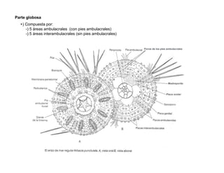 Parte globosa
  +) Compuesta por:
     -) 5 áreas ambulacrales (con pies ambulacrales)
     -) 5 áreas interambulacrales (sin pies ambulacrales)
 