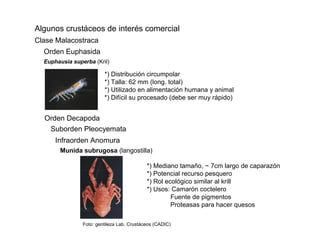 Algunos crustáceos de interés comercial
Clase Malacostraca
  Orden Euphasida
  Euphausia superba (Kril)

                         *) Distribución circumpolar
                         *) Talla: 62 mm (long. total)
                         *) Utilizado en alimentación humana y animal
                         *) Difícil su procesado (debe ser muy rápido)


  Orden Decapoda
   Suborden Pleocyemata
      Infraorden Anomura
       Munida subrugosa (langostilla)

                                            *) Mediano tamaño, ~ 7cm largo de caparazón
                                            *) Potencial recurso pesquero
                                            *) Rol ecológico similar al krill
                                            *) Usos: Camarón coctelero
                                                     Fuente de pigmentos
                                                     Proteasas para hacer quesos

                Foto: gentileza Lab. Crustáceos (CADIC)
 