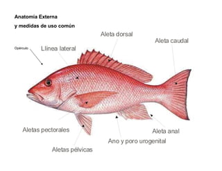Anatomía Externa
y medidas de uso común



Opérculo
 