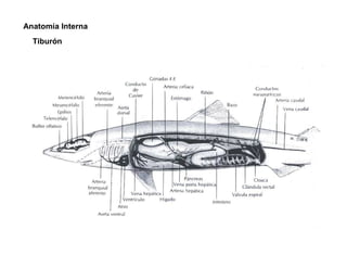 Anatomía Interna
  Tiburón
 