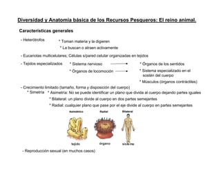Diversidad y Anatomía básica de los Recursos Pesqueros: El reino animal.

Características generales
 - Heterótrofos        * Toman materia y la digieren
                        * La buscan o atraen activamente

 - Eucariotas multicelulares; Células s/pared celular organizadas en tejidos

 - Tejidos especializados    * Sistema nervioso                        * Órganos de los sentidos
                             * Órganos de locomoción                  * Sistema especializado en el
                                                                        sostén del cuerpo
                                                                      * Músculos (órganos contráctiles)
 - Crecimiento limitado (tamaño, forma y disposición del cuerpo)
     * Simetría * Asimetría: No se puede identificar un plano que divida al cuerpo dejando partes iguales
                  * Bilateral: un plano divide al cuerpo en dos partes semejantes
                  * Radial: cualquier plano que pase por el eje divide al cuerpo en partes semejantes




                              tejido           órgano       sistema

 - Reproducción sexual (en muchos casos)
 