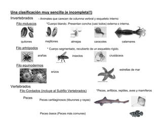 Una clasificación muy sencilla (e incompleta!!)
Invertebrados        - Animales que carecen de columna verbral y esqueleto interno
   Filo moluscos            *Cuerpo blando. Presentan concha (casi todos) externa o interna.




      quitones            mejillones          almejas           caracoles              calamares

   Filo artrópodos          * Cuerpo segmentado, recubierto de un esqueleto rígido.

                   arañas                      insectos                     crustáceos


   Filo equinodermos
                                                                                      estrellas de mar
                               erizos




Vertebrados
     Filo Cordados (incluye al Subfilo Vertebrados)               *Peces, anfibios, reptiles, aves y mamíferos

        Peces
                     Peces cartilaginosos (tiburones y rayas)



                      Peces óseos (Peces más comunes)
 