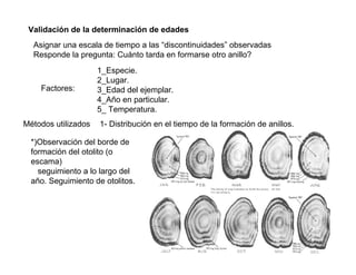 Validación de la determinación de edades
  Asignar una escala de tiempo a las “discontinuidades” observadas
  Responde la pregunta: Cuánto tarda en formarse otro anillo?
                     1_Especie.
                     2_Lugar.
    Factores:        3_Edad del ejemplar.
                     4_Año en particular.
                     5_ Temperatura.
Métodos utilizados   1- Distribución en el tiempo de la formación de anillos.

  *)Observación del borde de
  formación del otolito (o
  escama)
    seguimiento a lo largo del
  año. Seguimiento de otolitos.
 