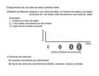 2-Seguimiento de una clase de edad (cohorte) fuerte
3-Método de Petersen:Asignar a una moda de tallas, un número de anillos (una edad)
                     Encontrar el n°de anillos más frecuente en una moda de tallas
  Supuestos:
  1_ modas en la dist. de tallas
  2_ n°de anillos coincidente con las modas
  3_ origen de las modas conocido




                                    Frecuencia                                   Tallas


                                                 Anillos (Otolitos de escamas)

4-Técnicas de inyección
  Se inyectan marcadores (ej: tetraciclina)
  Se fija en las zonas de crecimiento de otolitos, escamas, huesos y dientes
 