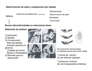 Determinación de edad y composición por edades

                                          Reclutamiento
           Dinámica de poblaciones        Determinación de edad
Método
                                          Mortalidad
                                          Crecimiento

Buscar discontinuidades en estructuras duras
Obtención de otolitos:

1) Extracción
2) Secado
2) Conservación:
  Seco (Ej sobres)
  Humedo (alcohol y/o
glicerina
                                                  Tres secciones transversales
   Cuidado (se borra)                             en distintos puntos del mismo otolito
  Resina o Portaobjetos
3) Montado para su                                *) Zonas de “verano”
   observación                                    se ven blancas (opacas)
                                                  *) Zonas de “invierno”
                                                  Se ven transparentes (hialinas)
 