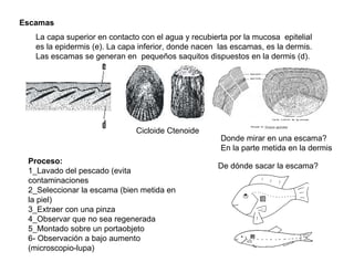 Escamas
   La capa superior en contacto con el agua y recubierta por la mucosa epitelial
   es la epidermis (e). La capa inferior, donde nacen las escamas, es la dermis.
   Las escamas se generan en pequeños saquitos dispuestos en la dermis (d).




                              Cicloide Ctenoide
                                                      Donde mirar en una escama?
                                                      En la parte metida en la dermis
 Proceso:
                                                     De dónde sacar la escama?
 1_Lavado del pescado (evita
 contaminaciones
 2_Seleccionar la escama (bien metida en
 la piel)
 3_Extraer con una pinza
 4_Observar que no sea regenerada
 5_Montado sobre un portaobjeto
 6- Observación a bajo aumento
 (microscopio-lupa)
 