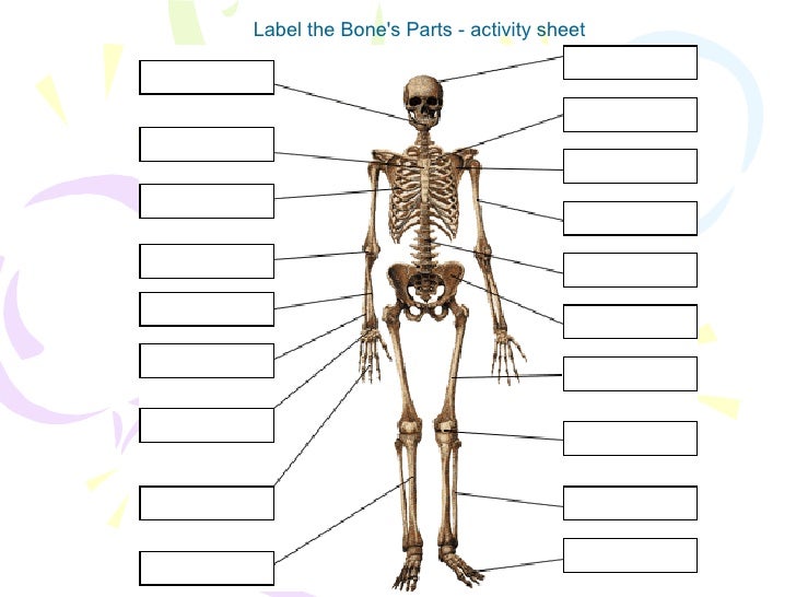 Human Body Skeleton