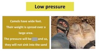 Low pressure
Camels have wide feet.
Their weight is spread over a
large area.
The pressure will be low and so,
they will not sink into the sand
 