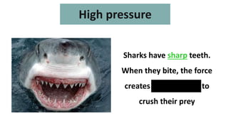 Sharks have sharp teeth.
When they bite, the force
creates high pressure to
crush their prey
High pressure
 