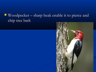 ? Woodpecker C sharp beak enable it to pierce andWoodpecker C sharp beak enable it to pierce and
chip tree barkchip tree bark
 