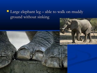 ? Large elephant leg C able to walk on muddyLarge elephant leg C able to walk on muddy
ground without sinkingground without sinking
 