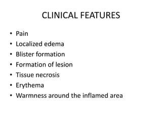 CLINICAL FEATURES
• Pain
• Localized edema
• Blister formation
• Formation of lesion
• Tissue necrosis
• Erythema
• Warmness around the inflamed area
 