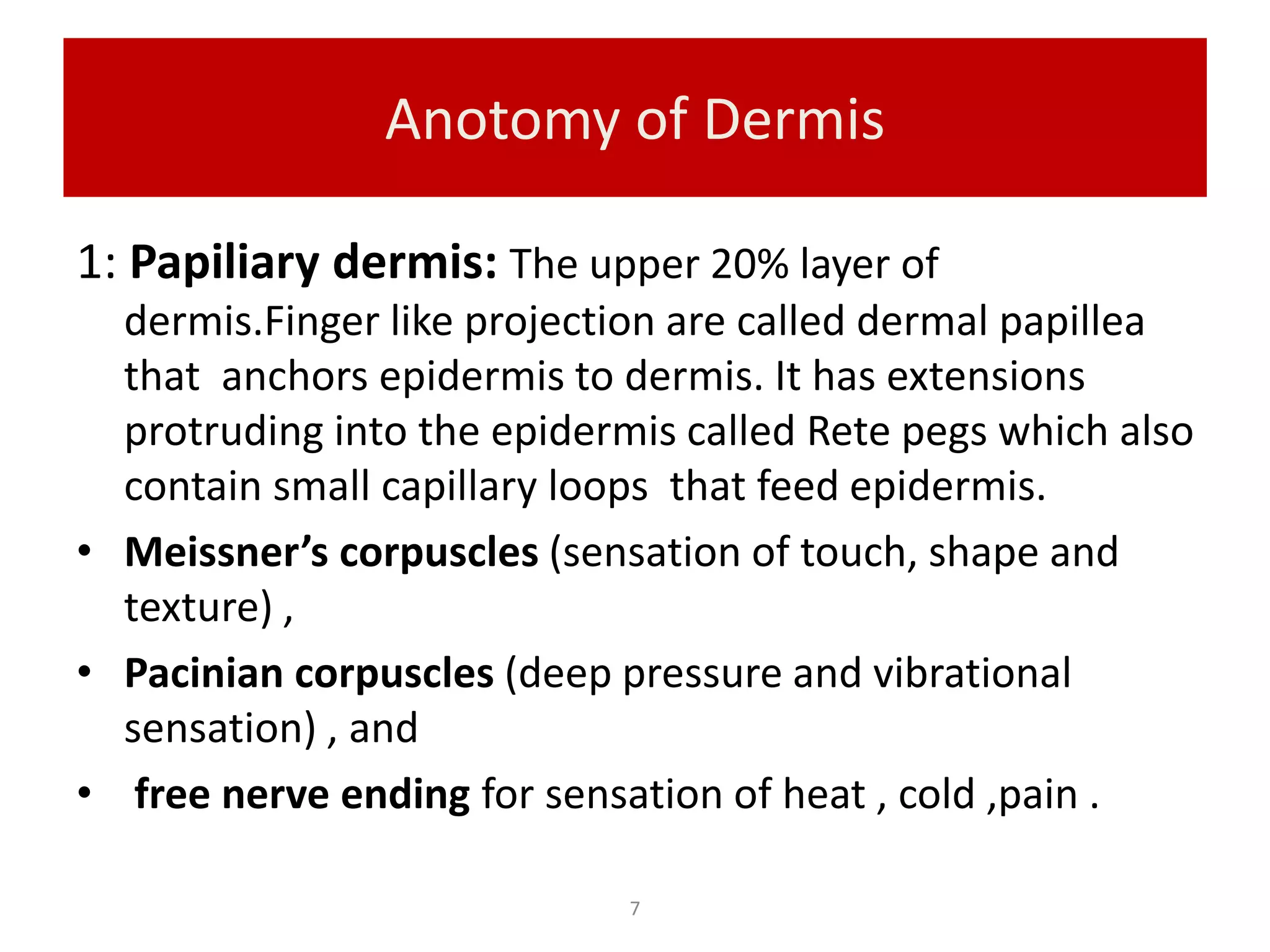 Anotomy of Dermis
1: Papiliary dermis: The upper 20% layer of
dermis.Finger like projection are called dermal papillea
that anchors epidermis to dermis. It has extensions
protruding into the epidermis called Rete pegs which also
contain small capillary loops that feed epidermis.
• Meissner’s corpuscles (sensation of touch, shape and
texture) ,
• Pacinian corpuscles (deep pressure and vibrational
sensation) , and
• free nerve ending for sensation of heat , cold ,pain .
7
 
