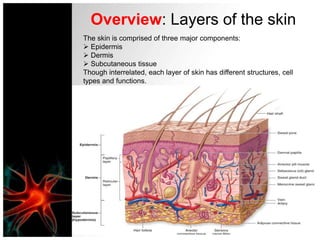 Overview: Layers of the skinThe skin is comprised of three major components:Epidermis