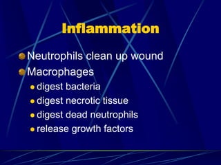 Inflammation
Neutrophils clean up wound
Macrophages
 digest bacteria
 digest necrotic tissue
 digest dead neutrophils
 release growth factors
 